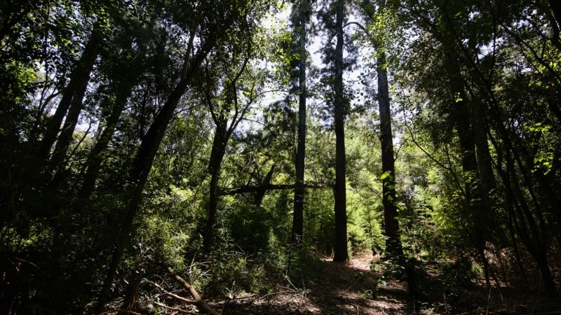 El monte sufre tala de árboles, quema de pastizales y se puede ver acumulación de basura. 