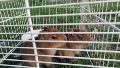 Rescatan dos crías de carpincho en una casa que vendía "milanesas de capibara"