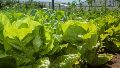 Buscan incluir el modelo de producción agroecológica en la nueva Constitución de Santa Fe