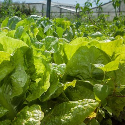 Buscan incluir el modelo de producción agroecológica en la nueva Constitución de Santa Fe