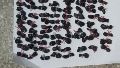 Caen dos personas con un arma y más de 100 dosis de droga tras enfrentarse a la Policía