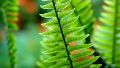Esta fotoprotección oral proviene del helecho Polypodium leucocotomos.