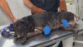 Escalofriante caso de maltrato animal: le cortaron dos patas a un perro por presunta disputa vecinal