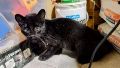 Rescató un gatito, se lo llevó a la casa y era un gato montés