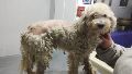 Crece el abandono de perros en Rosario y los rescatistas están desbordados