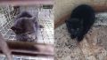 Rescataron a un gato montés cachorro atrapado en un tanque de agua en Rosario