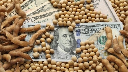 Dólar y retenciones. ¿Cómo reaccionarán los precios de los granos a partir de este lunes?
