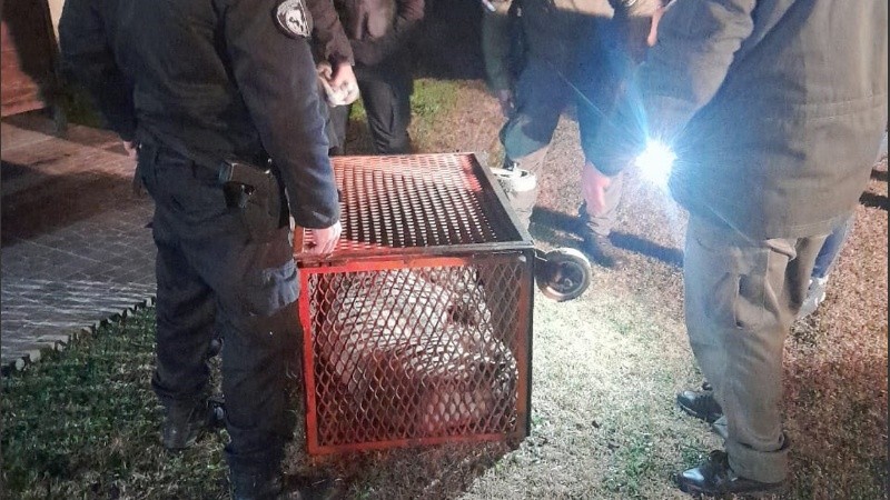El momento en que el puma fue reducido y retirado de la casa.