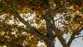 Un poco de otoño para soñar este mediodía en Rosario.
