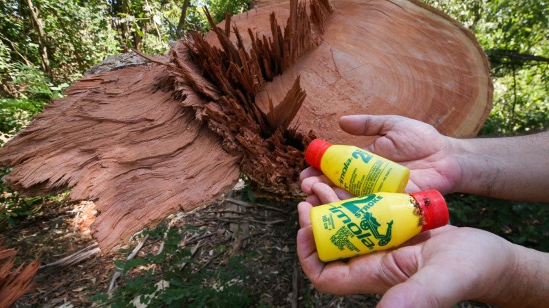 Las botellas de aceite del motor de las motosierras. Detrás, un arbol añejo talado recientemente. (Alan Monzón/Rosario3) Las botellas de aceite del motor de las motosierras. Detrás, un arbol añejo talado recientemente. (Alan Monzón/Rosario3)
