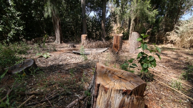 La tala de árboles en el monte preocupa a los especialistas. (Alan Monzón/Rosario3) La tala de árboles en el monte preocupa a los especialistas. (Alan Monzón/Rosario3)