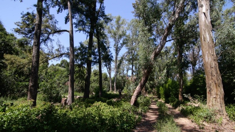El monte Caballero en la actualidad. Un enorme espacio verde que hoy se encuentra abandonado. El monte Caballero en la actualidad. Un enorme espacio verde que hoy se encuentra abandonado.
